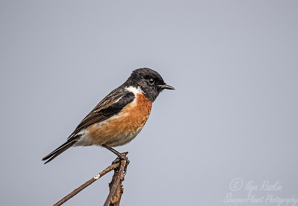 025 Common Stonechat (Saxicola torquatus) - Kaziranga NP India