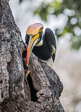027 Great Indian Hornbill (Buceros bicornis) - Kaziranga NP India
