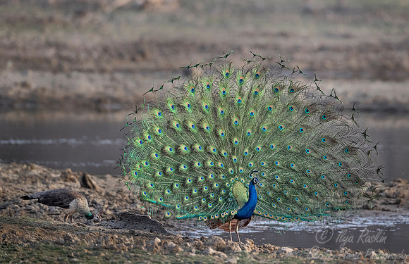 031 Indian Peafowl or Peacock (Pavo cristatus) -  Ranthambore NP India