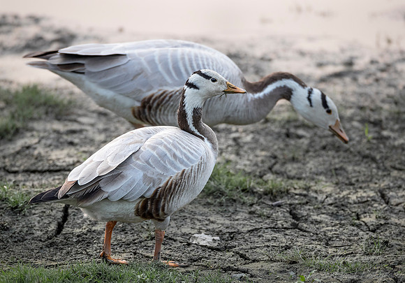 017 Bar-headed Geese (Anser indicus) - Kaziranga NP India