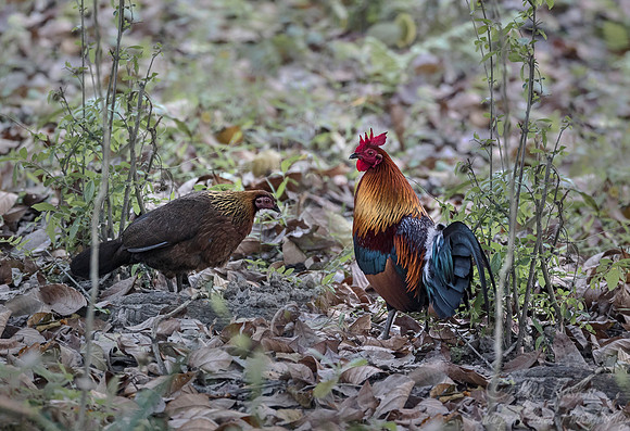 019 Red Junglefowl (Gallus gallus) - Kaziranga NP India