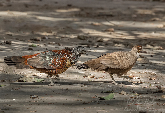 020 Painted Spurfowl (Galloperdix lunulata) -  Ranthambore NP India