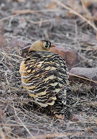 018 Indian Gray Francolin (Francolinus pondicerianus) - Kaziranga NP India