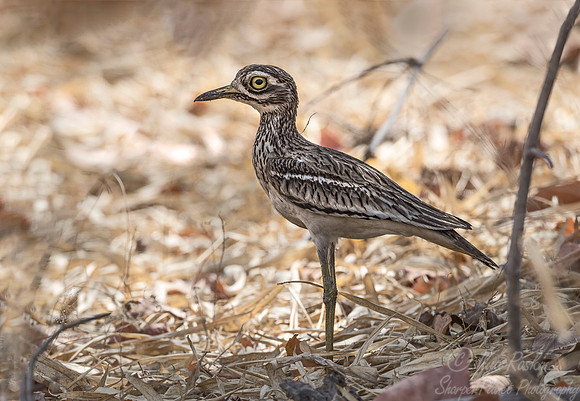276 Eurasian Thick-knee (Burhinus oedicnemus) - Bandhavgarh NP India (2)