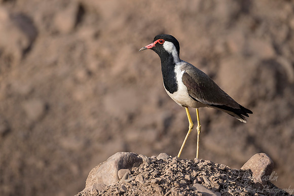279 Red-wattled Lapwing (Vanellus indicus) - Ranthambore NP India