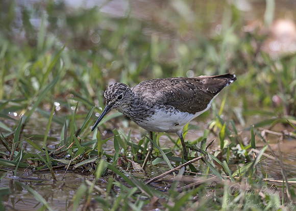 278 Common Sandpiper (Actitis hypoleucos) - Bandhavgarh NP India