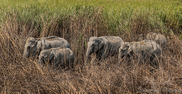 065 Indian Elephants (Elephas maximus indicus) - Kaziranga NP India