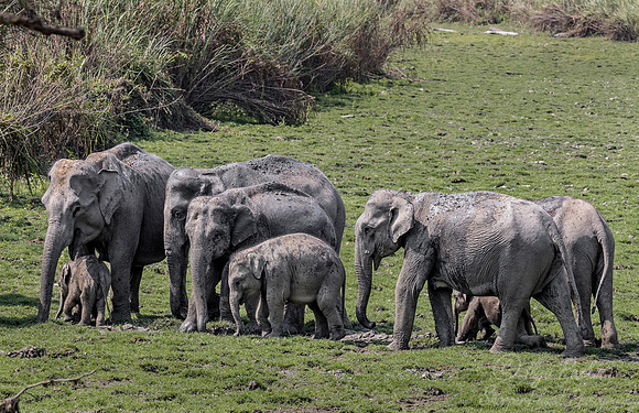 067 Indian Elephants (Elephas maximus indicus) - Kaziranga NP India