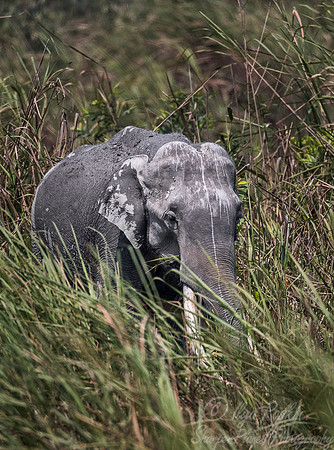 068 Indian Elephant (Elephas maximus indicus) - Kaziranga NP India