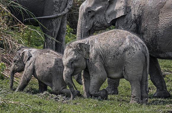 069 Indian Elephants (Elephas maximus indicus) - Kaziranga NP India