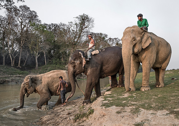 009 Bandhavgarh NP India