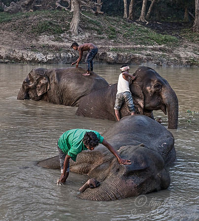 011 Bandhavgarh NP India