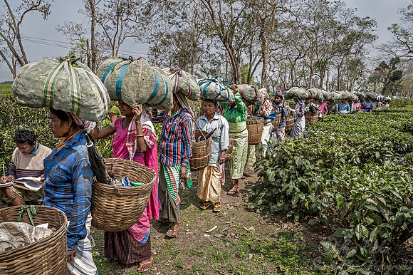 017 Tea Harvest - Asam India