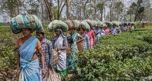 018 Tea Harvest - Asam India