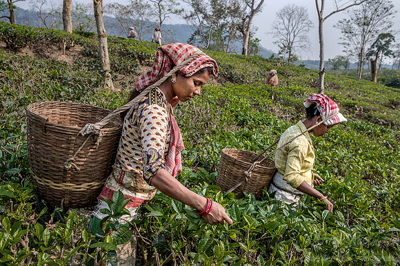 019 Tea Harvest - Asam India
