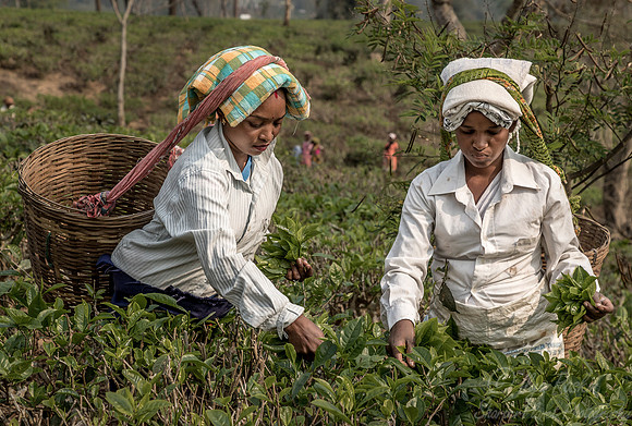 020 Tea Harvest - Asam India