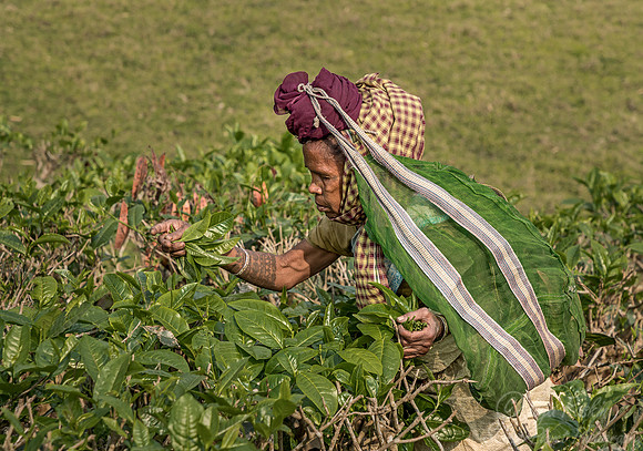 021 Tea Harvest - Asam India