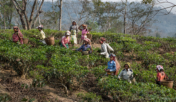 024 Tea Harvest - Asam India