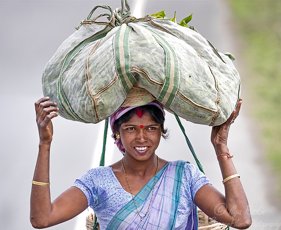 025 Tea Harvest - Asam India