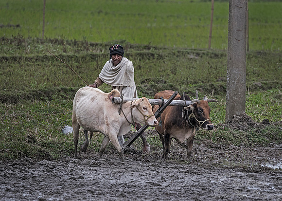 027 Asam India