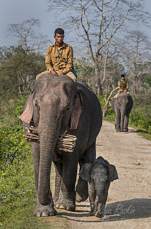 029 Kaziranga NP - Asam India