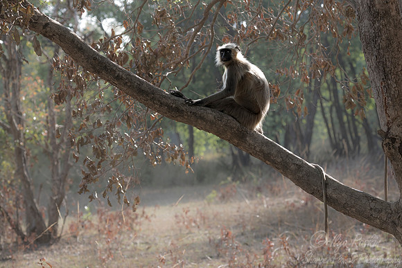 102 Gray or Hanuman Langur (Presbytis entellus)  - Bandhavgarh NP India