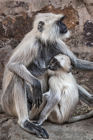 106 Gray or Hanuman Langur (Presbytis entellus)  - Ranthambore NP India
