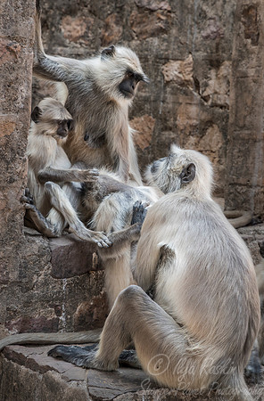 108 Gray or Hanuman Langur (Presbytis entellus)  - Ranthambore NP India