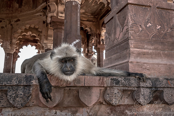 109 Gray or Hanuman Langur (Presbytis entellus)  - Ranthambore NP India