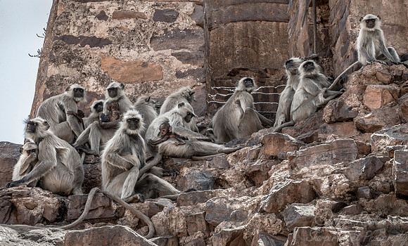 110 Gray or Hanuman Langur (Presbytis entellus)  - Ranthambore NP India