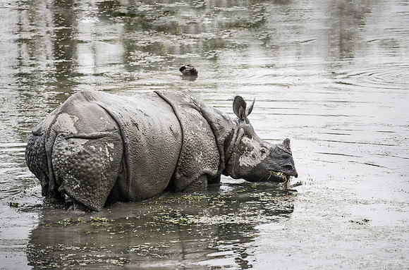 092 Indian rhinoceros (Rhinoceros unicornis) - Kaziranga NP India