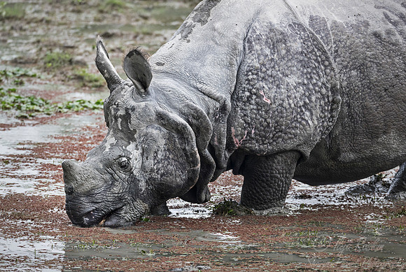 093 Indian rhinoceros (Rhinoceros unicornis) - Kaziranga NP India