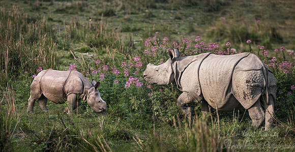 095 Indian rhinoceroses (Rhinoceros unicornis) - Kaziranga NP India