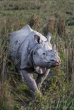 094 Indian rhinoceros (Rhinoceros unicornis) - Kaziranga NP India