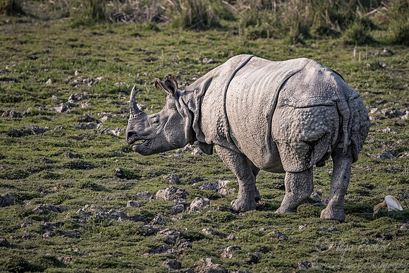096 Indian rhinoceros (Rhinoceros unicornis) - Kaziranga NP India