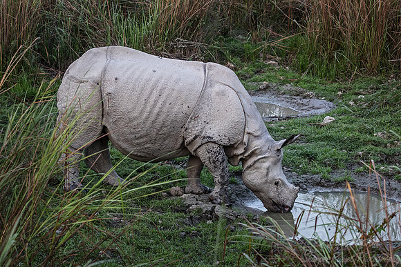 100 Indian rhinoceros (Rhinoceros unicornis) - Kaziranga NP India