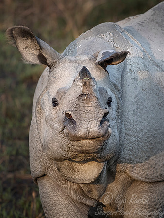 101 Indian rhinoceros (Rhinoceros unicornis) - Kaziranga NP India