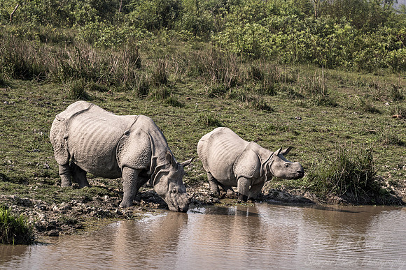 102 Indian rhinoceroses (Rhinoceros unicornis) - Kaziranga NP India