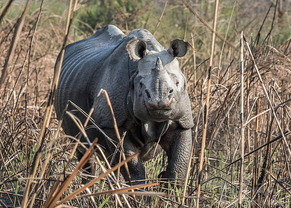 103 Indian rhinoceros (Rhinoceros unicornis) - Kaziranga NP India
