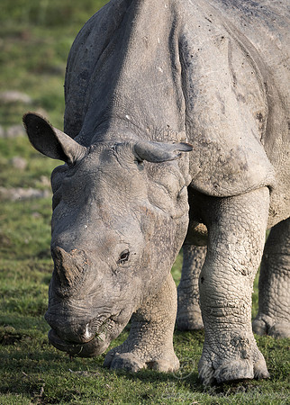 104 Indian rhinoceros (Rhinoceros unicornis) - Kaziranga NP India