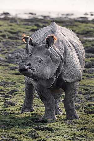 105 Indian rhinoceros (Rhinoceros unicornis) - Kaziranga NP India