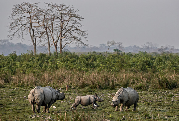 107 Indian rhinoceroses (Rhinoceros unicornis) - Kaziranga NP India