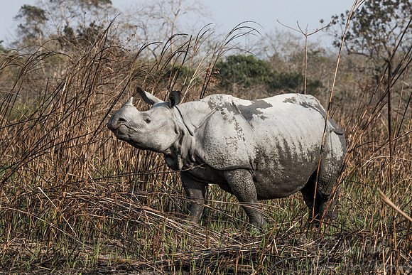 108 Indian rhinoceros (Rhinoceros unicornis) - Kaziranga NP India
