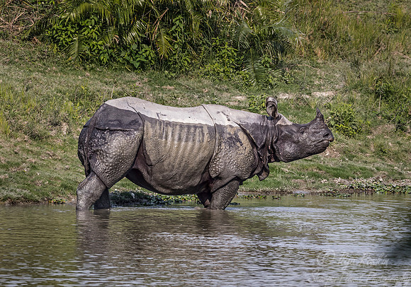 109 Indian rhinoceros (Rhinoceros unicornis) - Kaziranga NP India