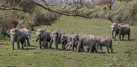 066 Indian Elephants (Elephas maximus indicus) - Kaziranga NP India