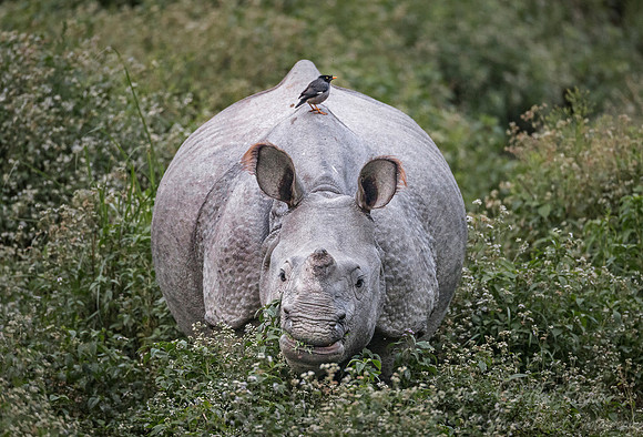 097 Indian rhinoceros (Rhinoceros unicornis) - Kaziranga NP India