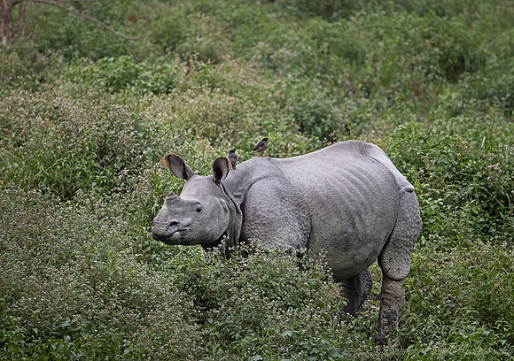 098 Indian rhinoceros (Rhinoceros unicornis) - Kaziranga NP India