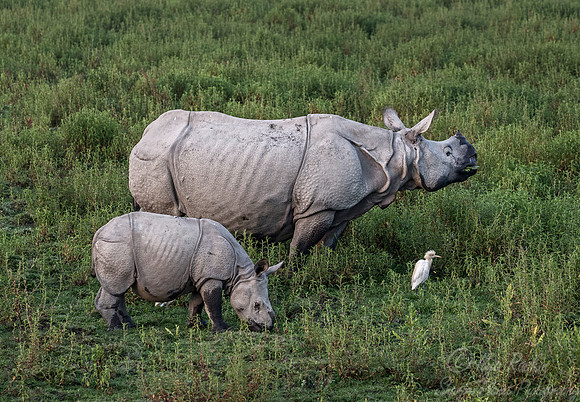 099 Indian rhinoceroses (Rhinoceros unicornis) - Kaziranga NP India