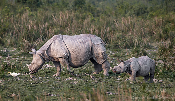 106 Indian rhinoceroses (Rhinoceros unicornis) - Kaziranga NP India