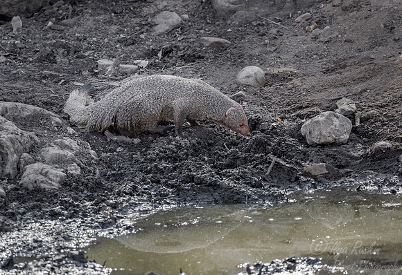 133 Slender or Black-tailed Mongoose (Galerella sanguinea) - Ranthambore NP India